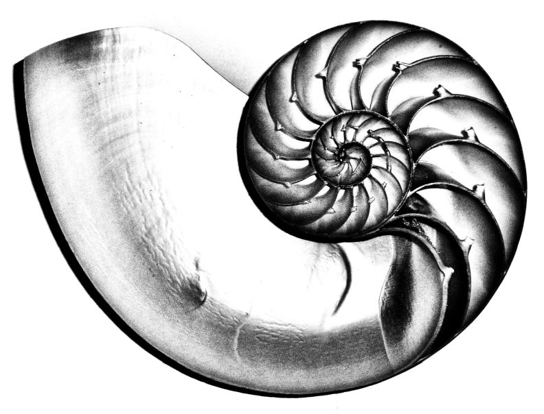 Die Bormia Spirale steht im goldenen Schnitt